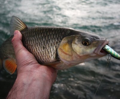 Як правильно ловити жереха на спінінг