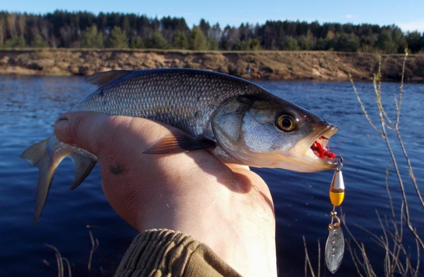 Спійманий жерех Спійманий жерех