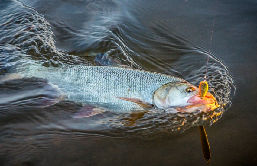 Ловля жереха Ловля жереха