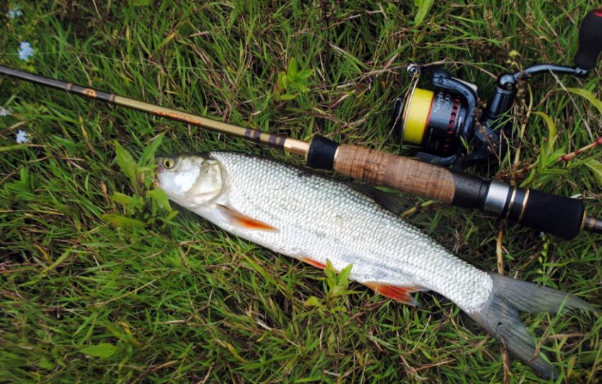 Ловля жерехана спінінг Ловля жерехана спінінг