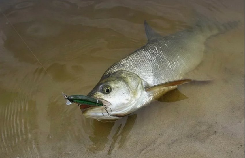 Ловля жереха Ловля жереха