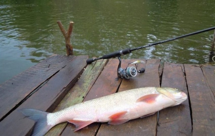 Ловля жерехана спінінг Ловля жерехана спінінг