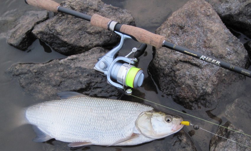 Ловля жерехана спінінг Ловля жерехана спінінг