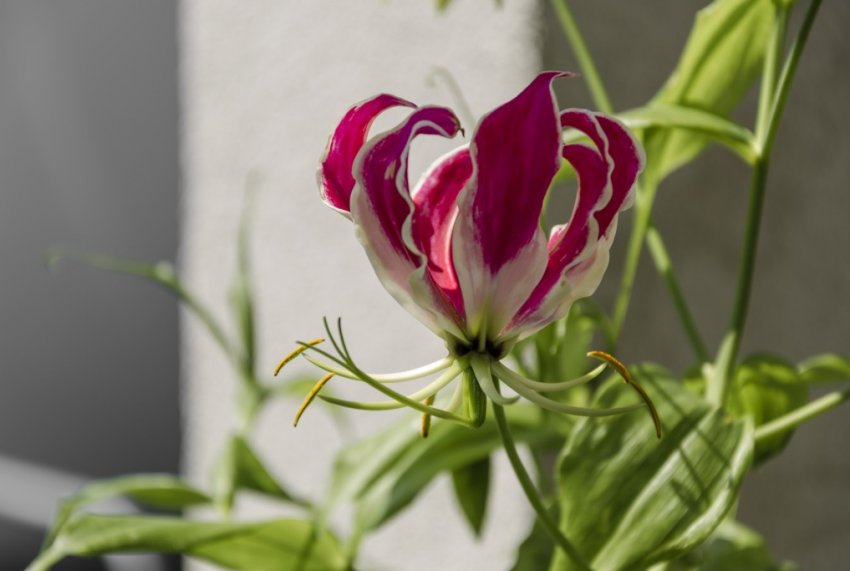 Глоріоза розкішна Глоріоза розкішна