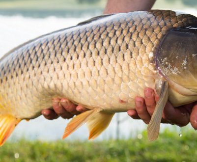 Найбільший сазан, спійманий у світі та в Росії