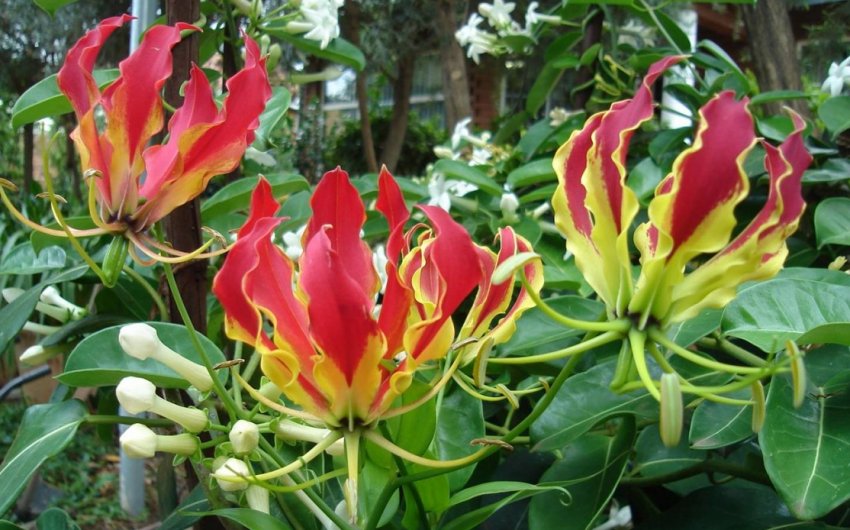 Глоріоза ротшильда Глоріоза ротшильда