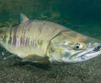 Чому в кети біле м'ясо, як правильно обирати та зберігати рибу