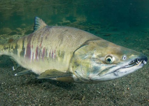 Почему у кеты белое мясо, как правильно выбирать и хранить рыбу