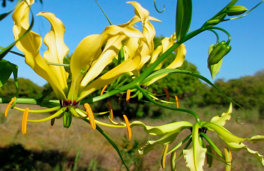 Цитрину Цитрину