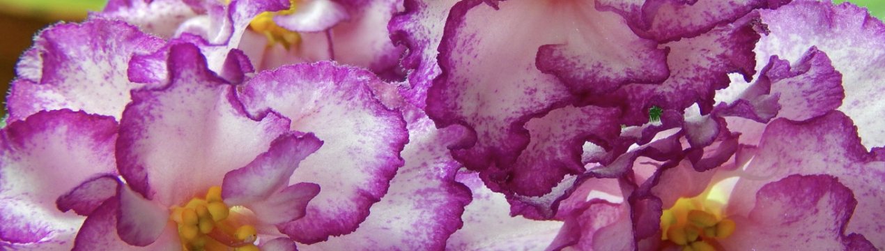 Фіалка Ян Менует: вирощування і догляд в домашніх умовах