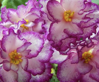 Фіалка Ян Менует: вирощування і догляд в домашніх умовах