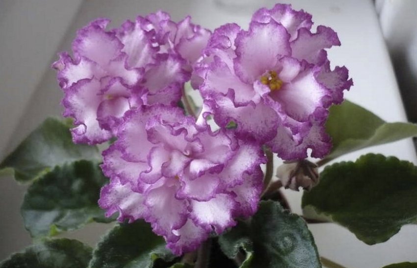 Фіалка Ян Менует Фіалка Ян Менует