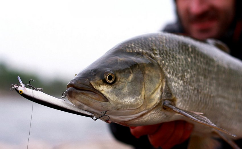 Ловля жерехана спінінг Ловля жерехана спінінг