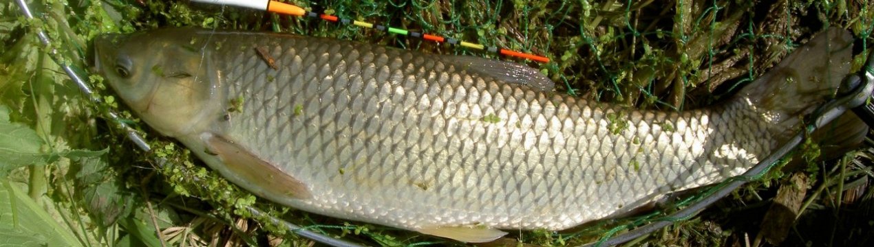 Як зловити білого амура на поплавкову вудку