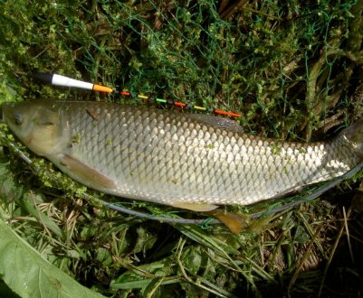 Як зловити білого амура на поплавкову вудку