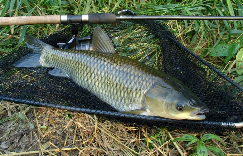 Улов білого амура
