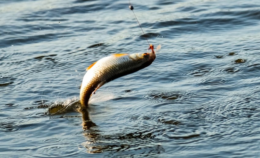 Клювання риби