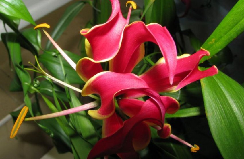 Карсона Карсона