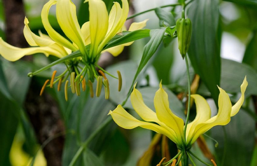 Жовта Жовта