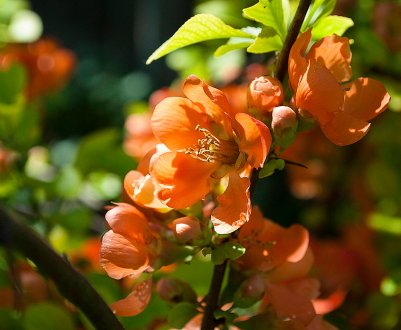 Японська груша: правила обрізки