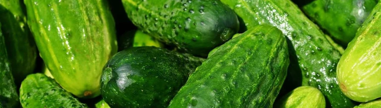 Європа може залишитися без огірків: в Німеччині виявлений небезпечний вірус