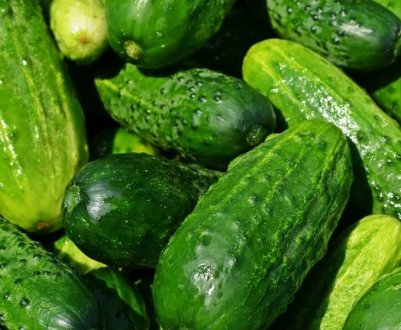 Європа може залишитися без огірків: в Німеччині виявлений небезпечний вірус