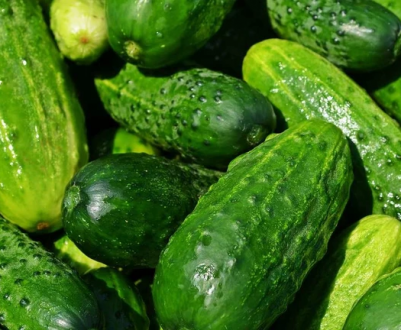 Європа може залишитися без огірків: в Німеччині виявлений небезпечний вірус