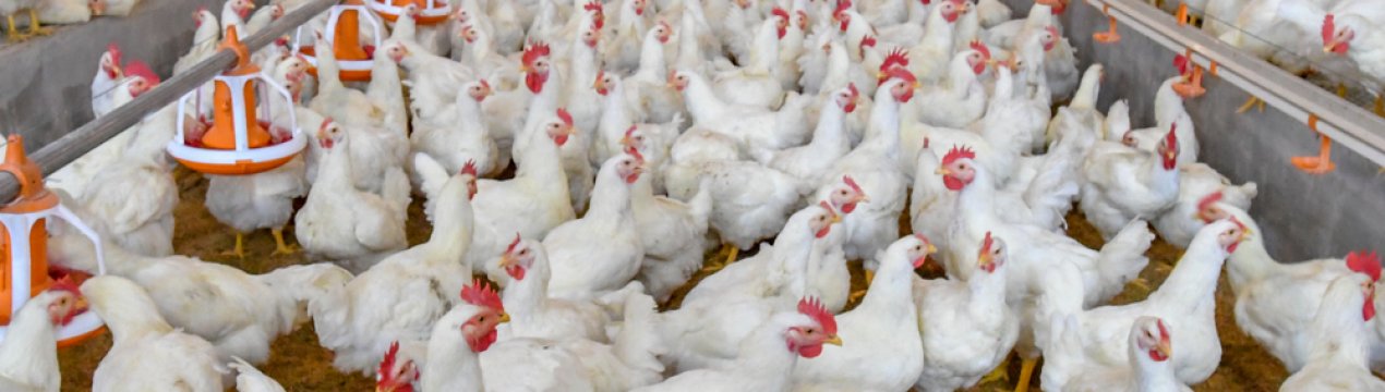 Індія повідомляє про вибух пташиного грипу H5N1