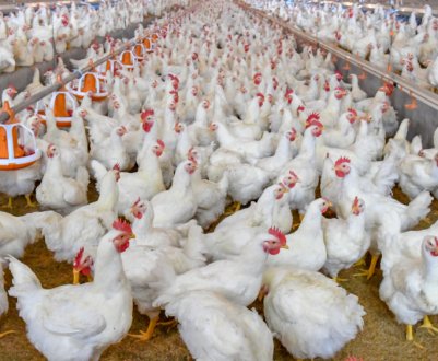 Індія повідомляє про вибух пташиного грипу H5N1