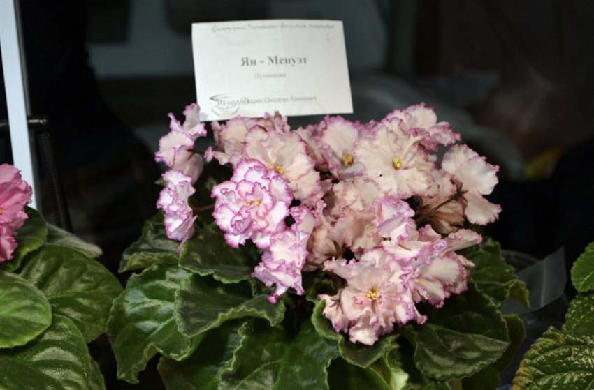 Фіалка Фіалка