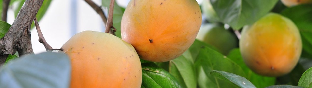 Іспанські садівники викорчовують плантації хурми