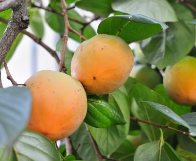 Іспанські садівники викорчовують плантації хурми