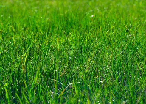 Посів трави для газону, яка знищує бур'яни і повільно росте