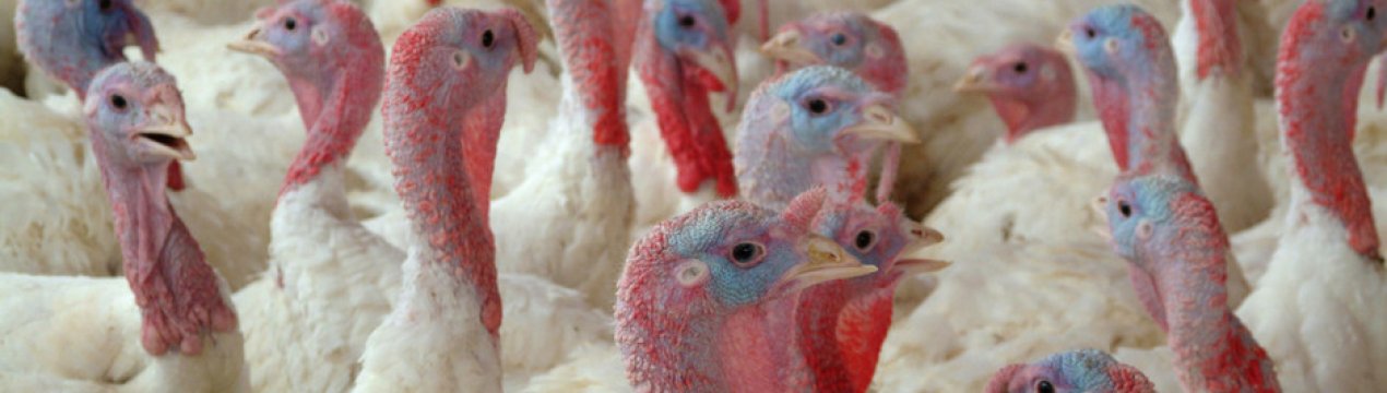 Угорщина: понад 53 тисячі індиків будуть убиті через пташиний грип