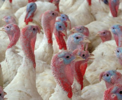 Угорщина: понад 53 тисячі індиків будуть убиті через пташиний грип