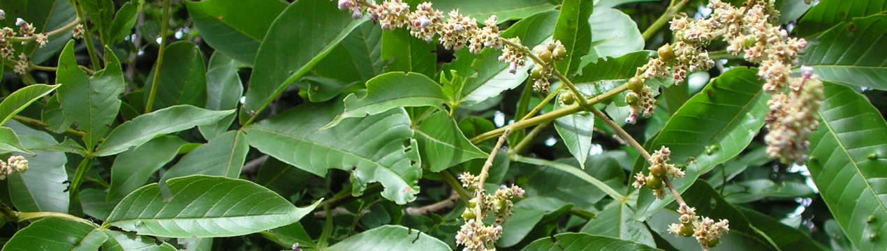 Цілюща сила "дерева чистоти"