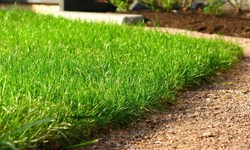 Как размножается газонная трава