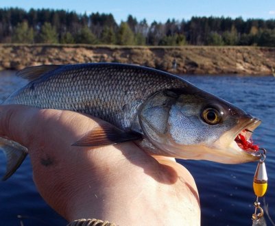 Найкращі приманки для лову жереха