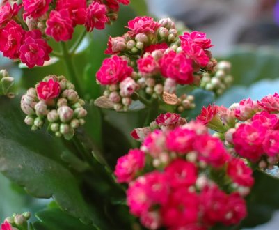 Що робити, якщо не цвіте каланхое