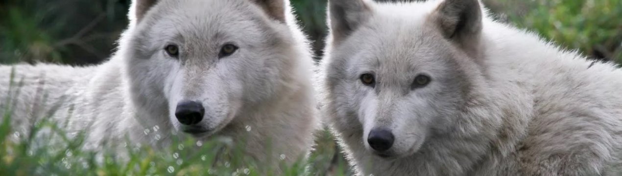 Європейські тваринники відмовляються від фермерства через вовків