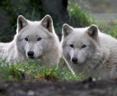 Європейські тваринники відмовляються від фермерства через вовків