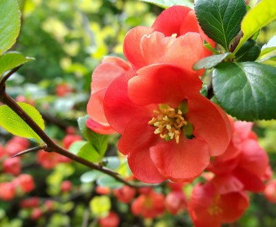 Японська груша: догляд за саджанцями