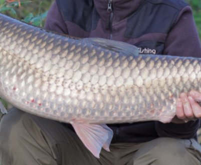 Особливості лову білого амура: місця проживання, вибір снастей, приманок і прикорму