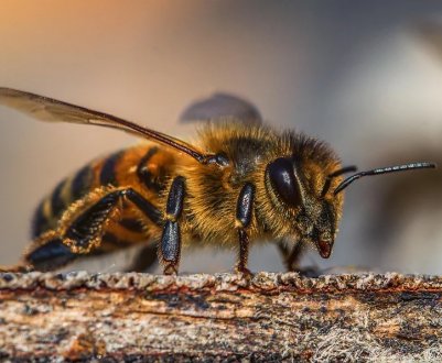 Запахло весною: в Європі бджоли вилітають з вуликів
