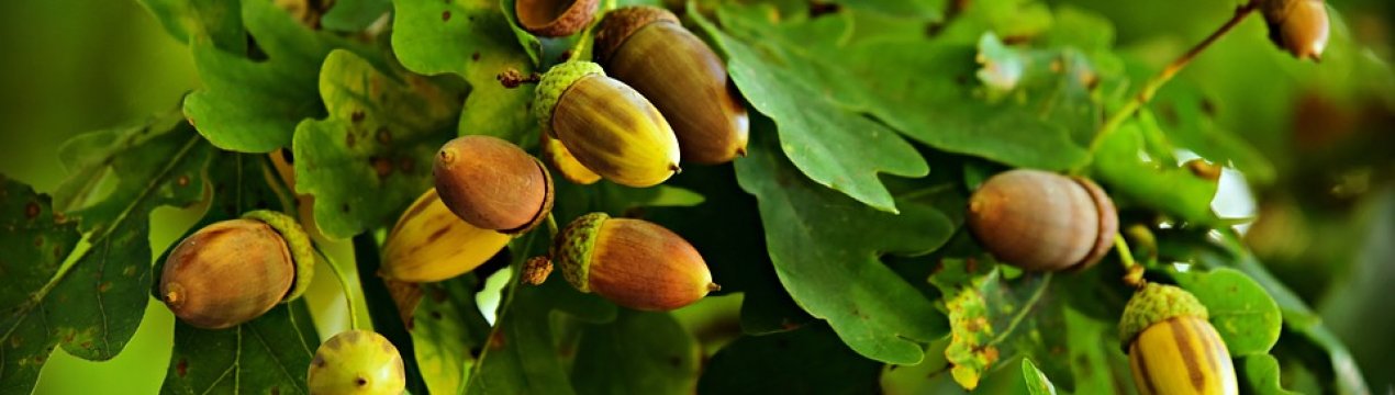 В Херсонській області висадять лісосмуги, щоб відновити плодючість ґрунту