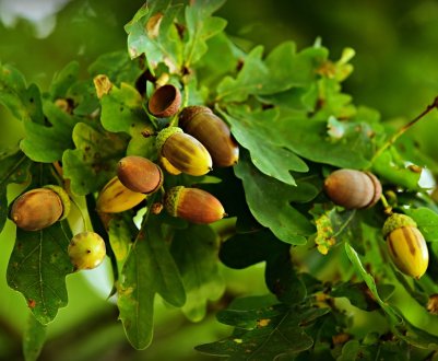 В Херсонській області висадять лісосмуги, щоб відновити плодючість ґрунту