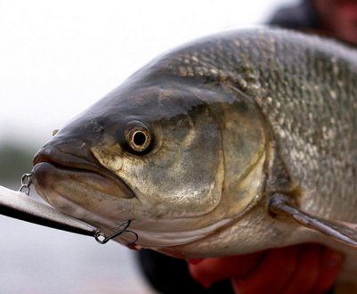 Риболовля на жереха: як і на що ловити влітку