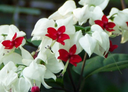 Клеродендрум Томпсона - догляд в домашніх умовах