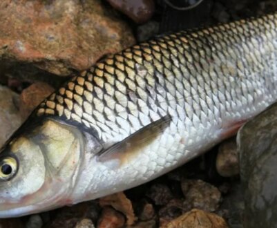 Як ловити головня і на що він клює
