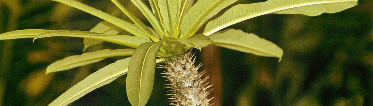 Пахіподіум Ламера: догляд в домашніх умовах